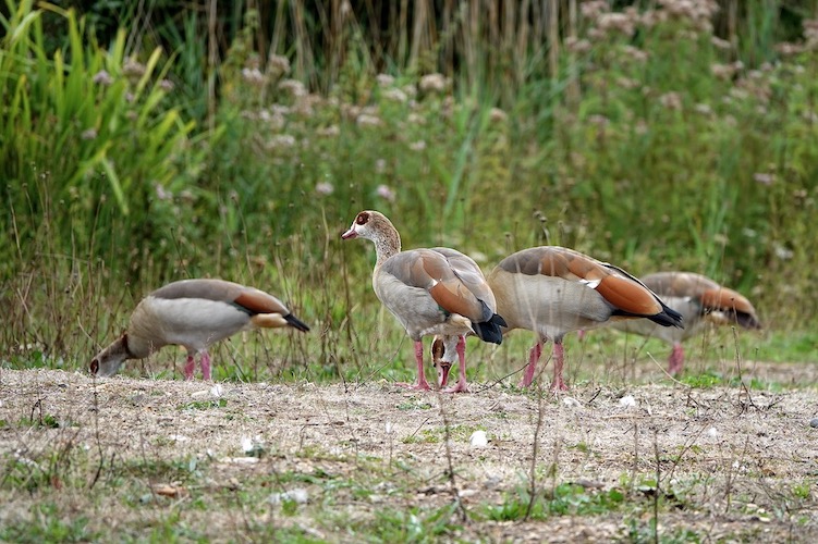 Egyptian goose